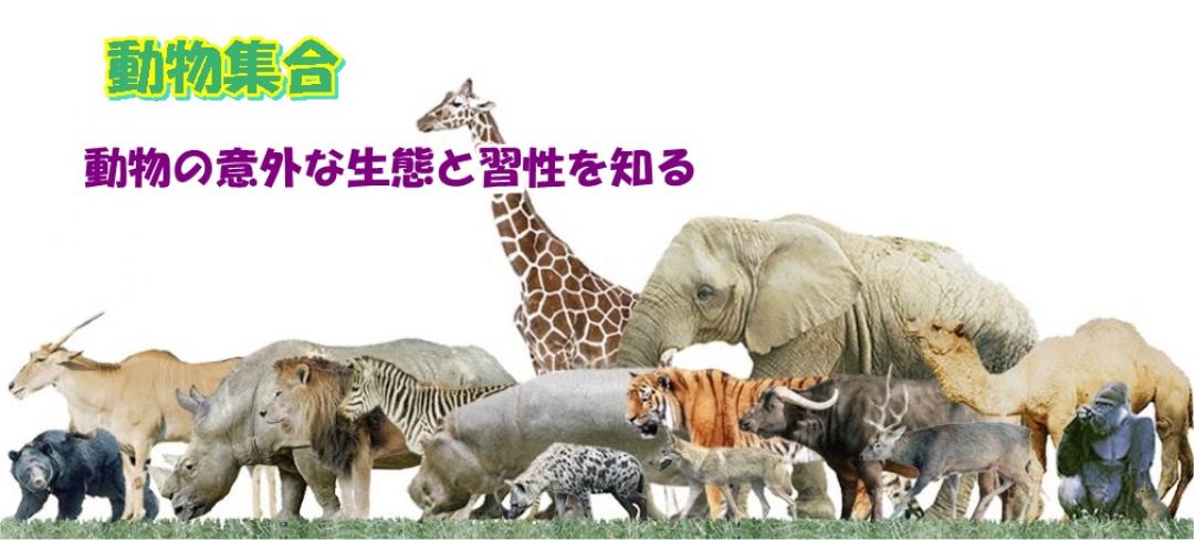 動物の意外性